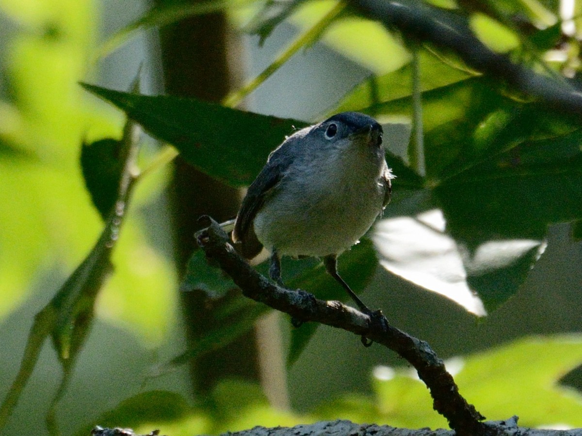 Blue-gray Gnatcatcher - ML637041555