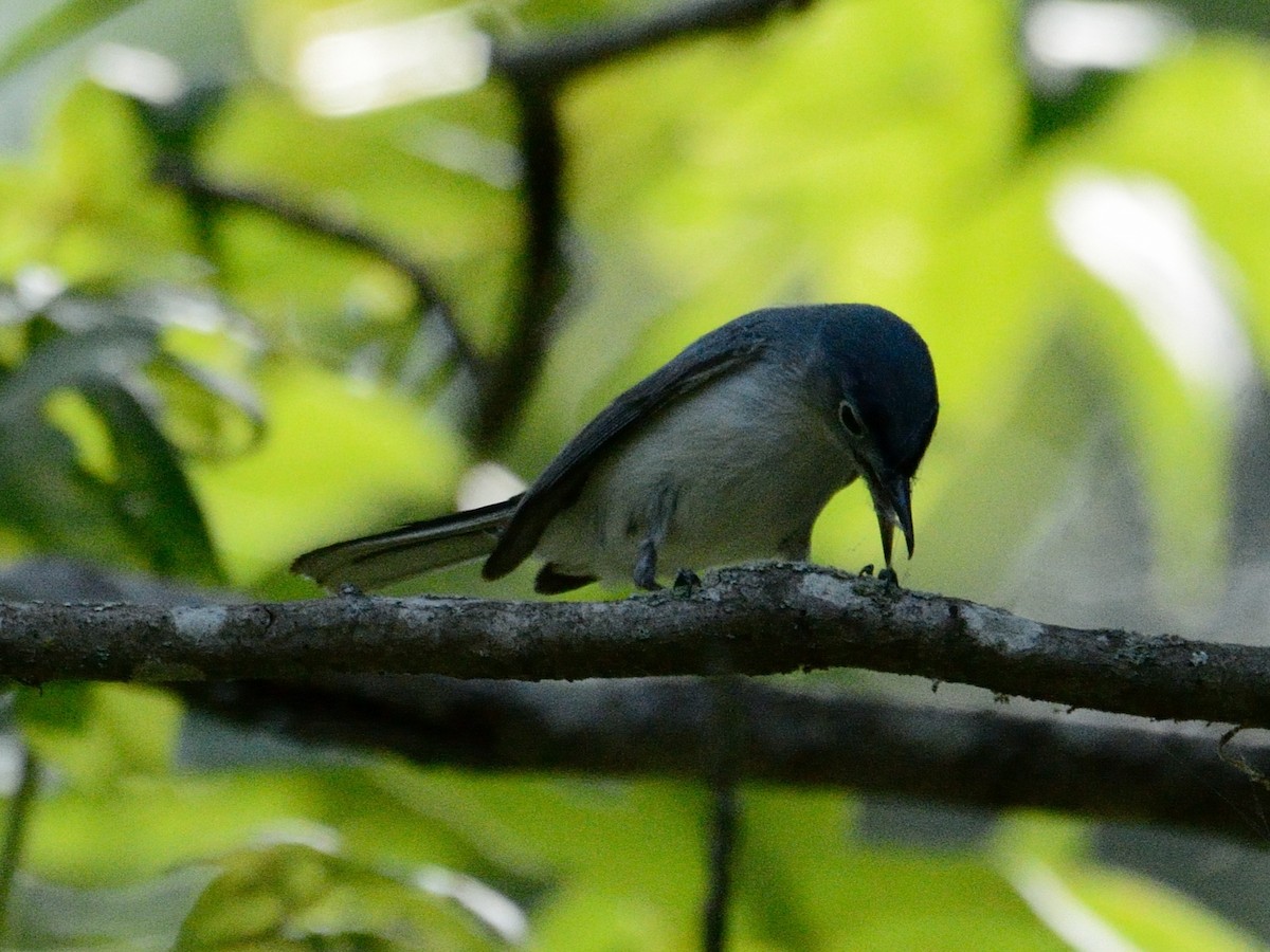 Blue-gray Gnatcatcher - ML637041556