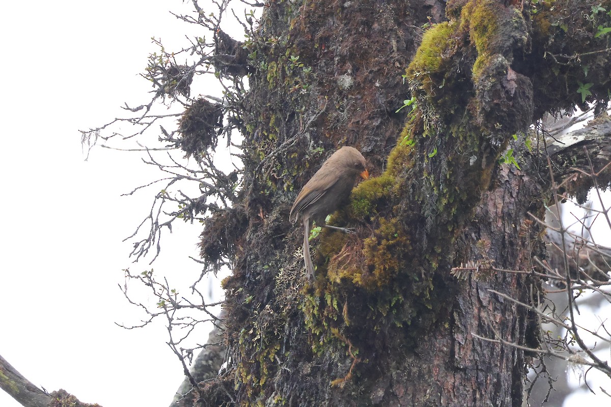 Great Parrotbill - ML637041703