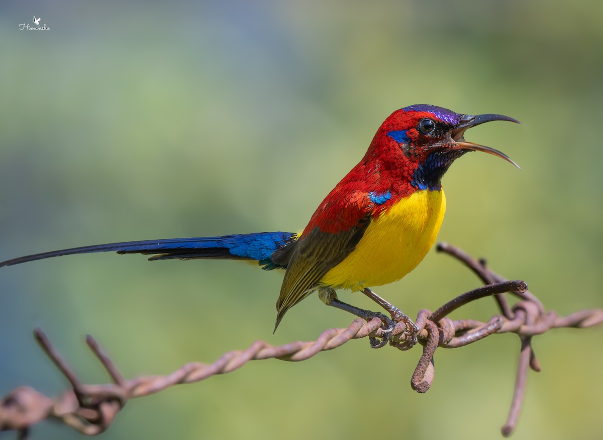 Mrs. Gould's Sunbird - ML637041755