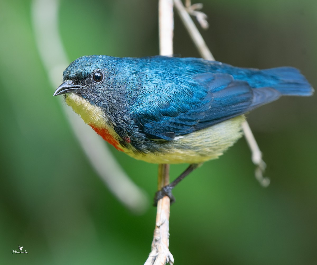 Fire-breasted Flowerpecker - ML637041777