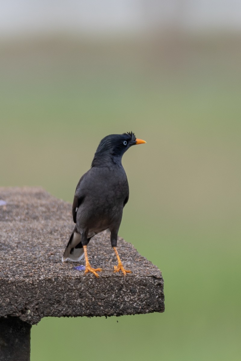 Jungle Myna - ML637041861