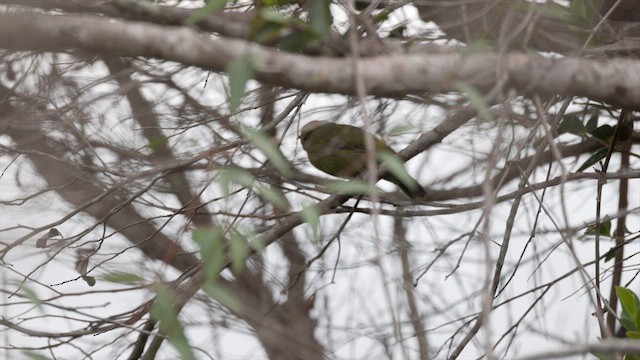 Helmeted Manakin - ML637041927