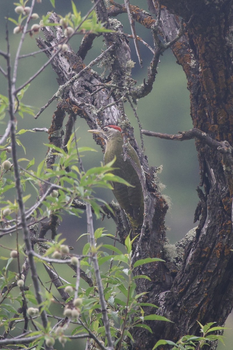 Scaly-bellied Woodpecker - ML637041932
