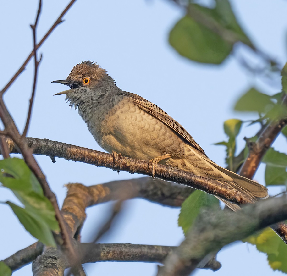 Харсуун зэржгэнэ - ML637041935
