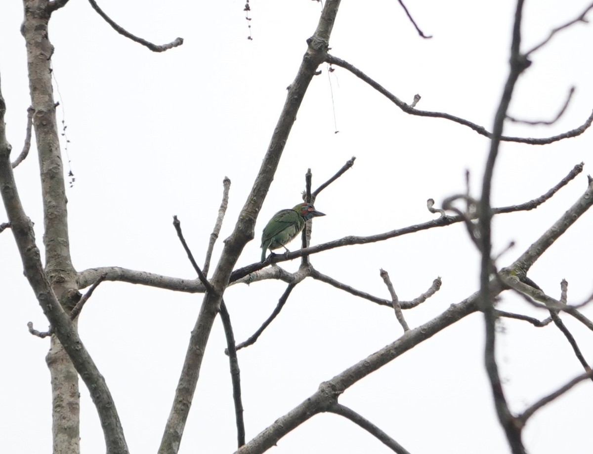 Blue-eared Barbet - ML637041990