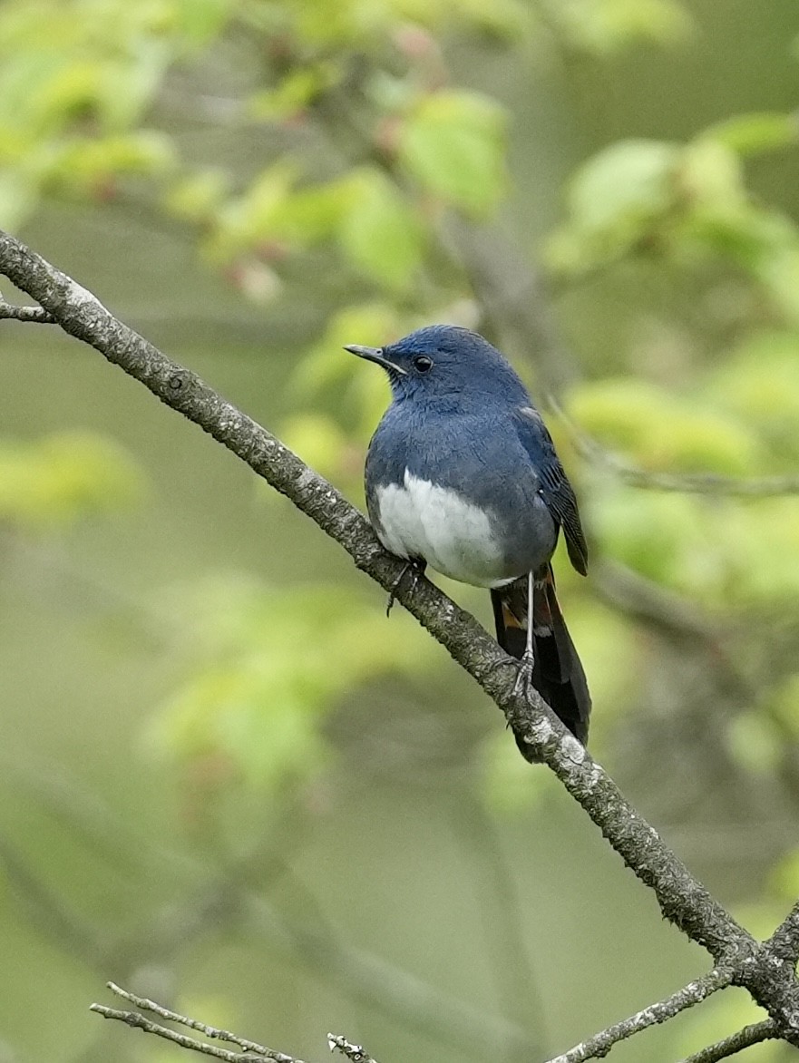 White-bellied Redstart - ML637042019