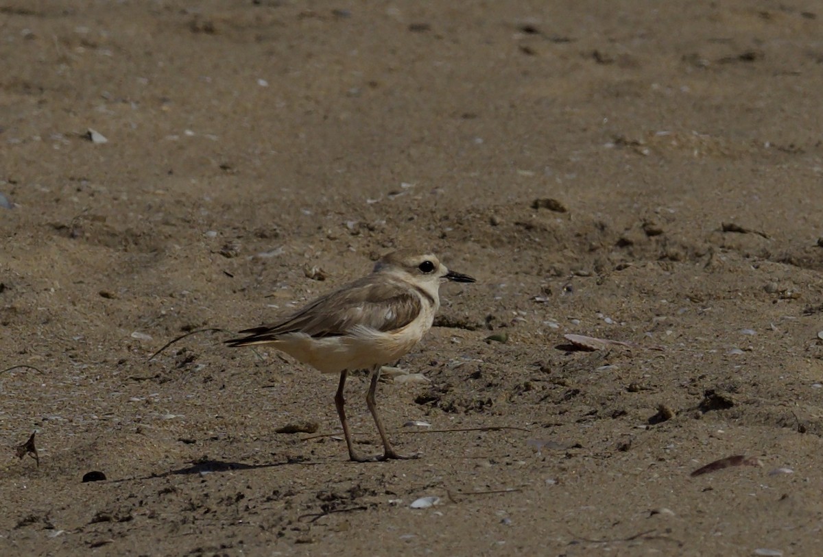 Kentish Plover (Kentish) - ML637042024