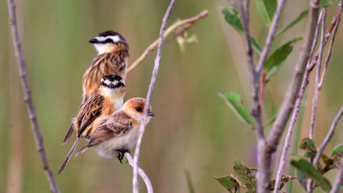 Sharp-tailed Tyrant - ML637042033