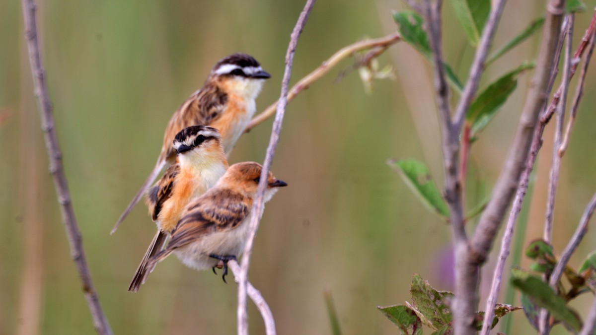 Sharp-tailed Tyrant - ML637042034
