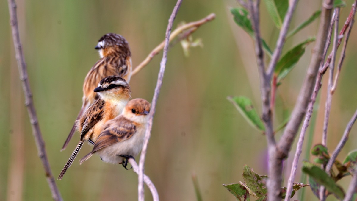 Sharp-tailed Tyrant - ML637042035
