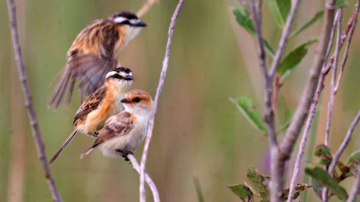 Sharp-tailed Tyrant - ML637042036