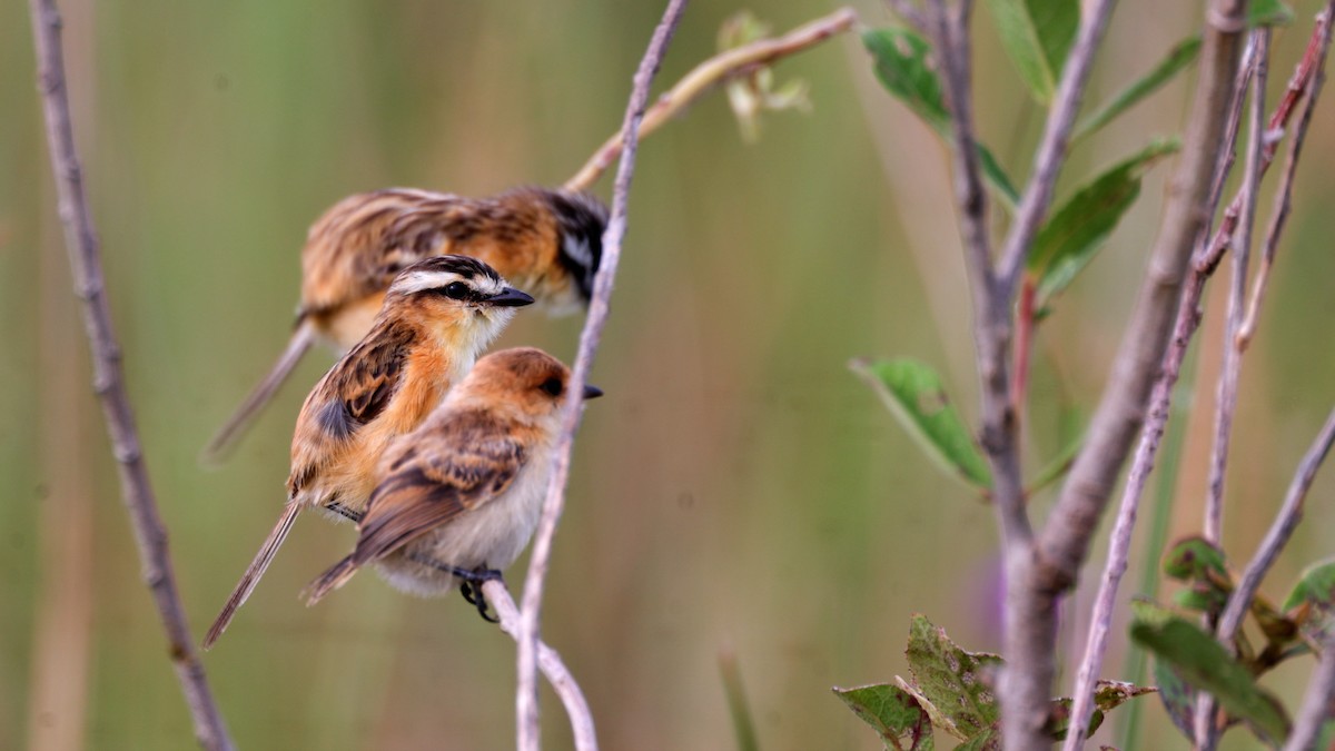 Sharp-tailed Tyrant - ML637042037