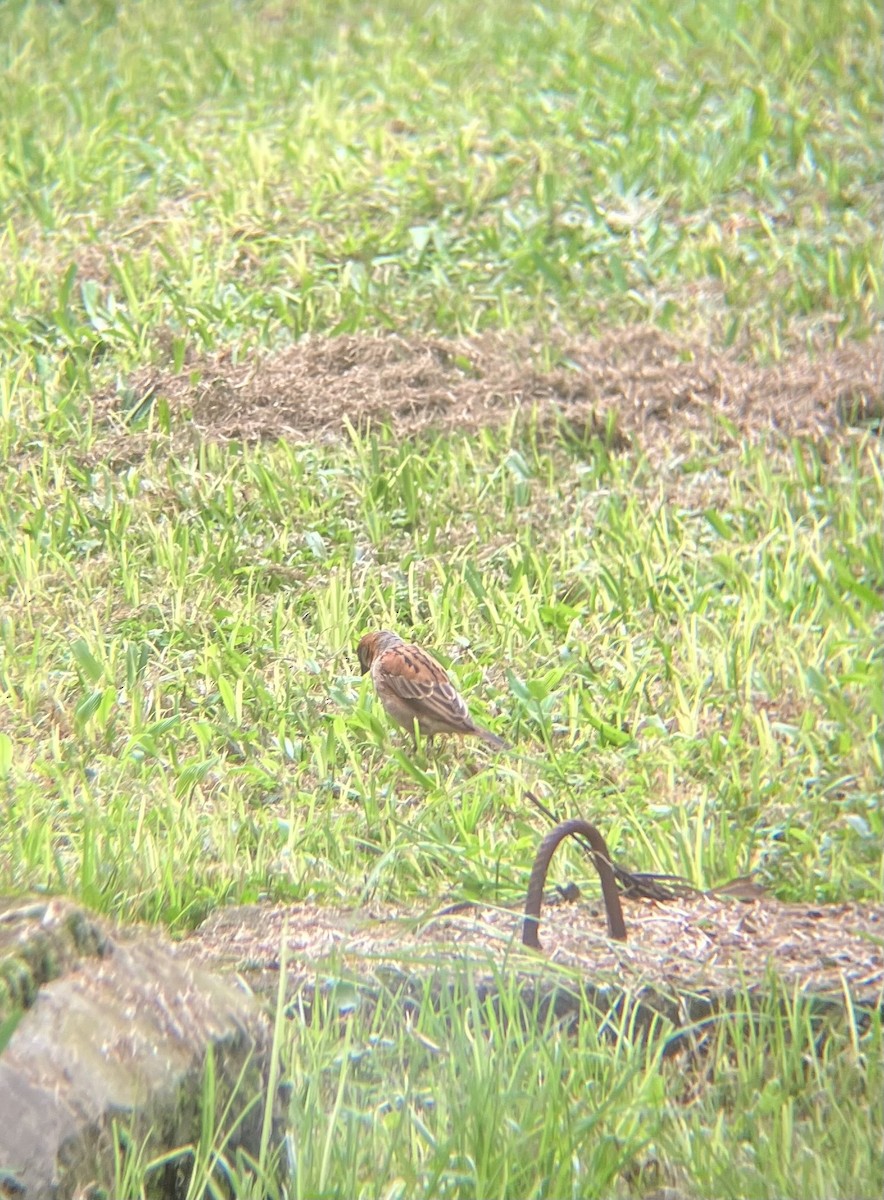 Kenya Rufous Sparrow - ML637042127
