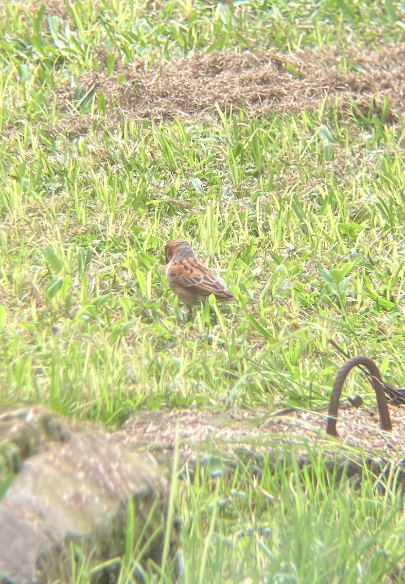 Kenya Rufous Sparrow - ML637042128