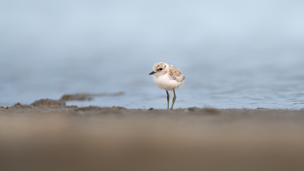Kentish Plover (Kentish) - ML637042222