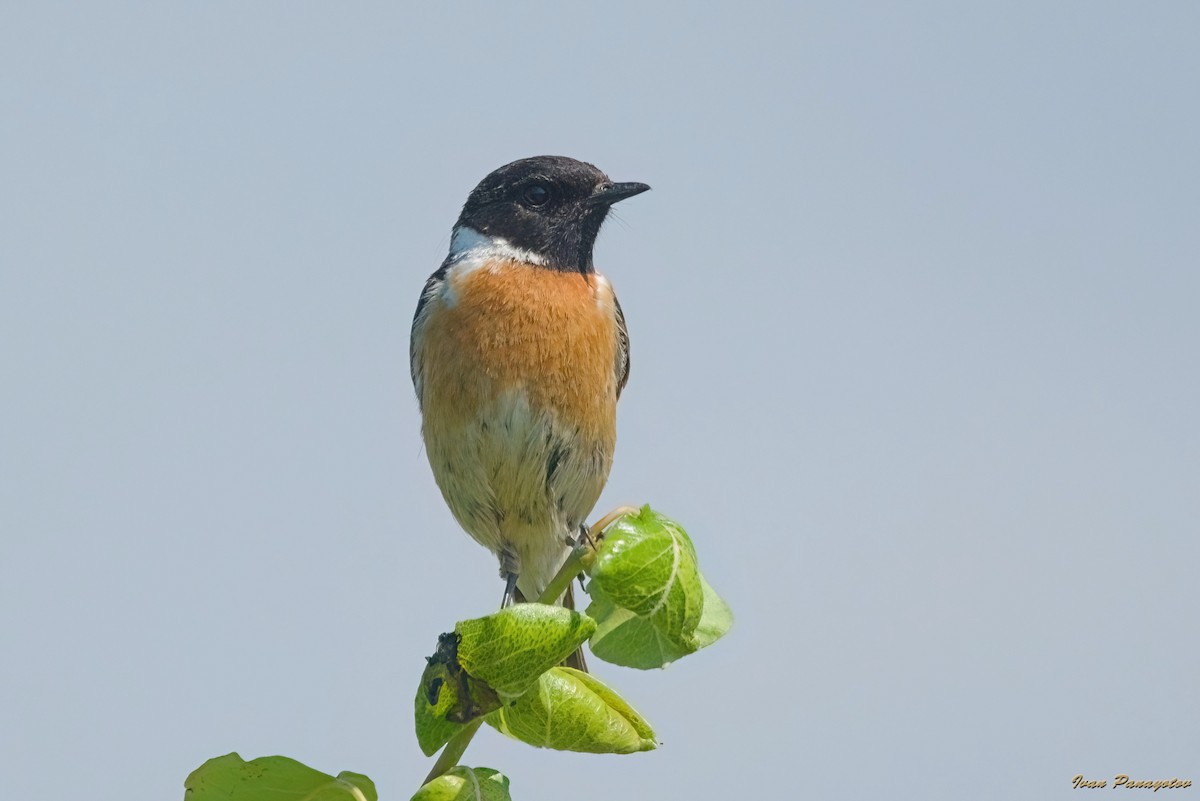 European Stonechat - ML637042230