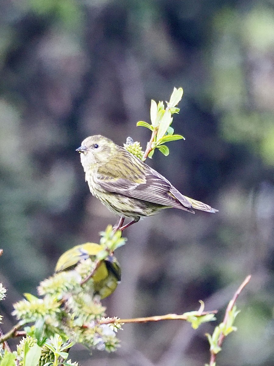 Tibetan Serin - ML637042287