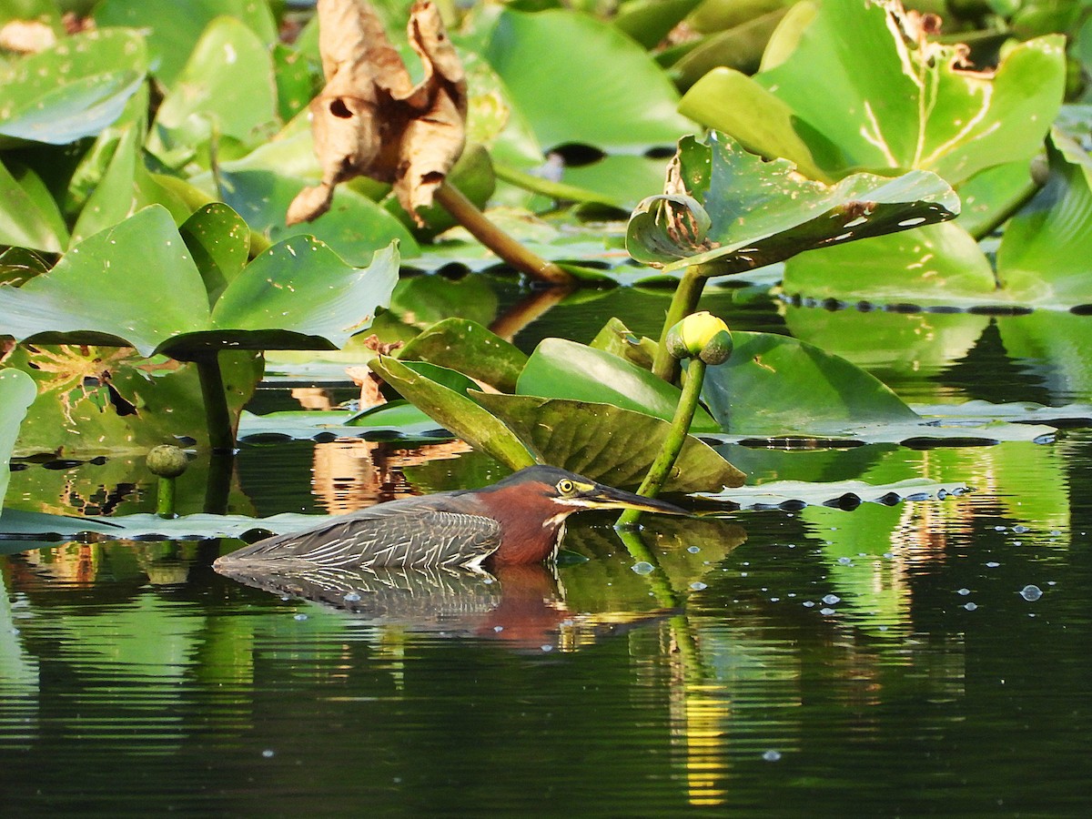 Green Heron - ML637042298