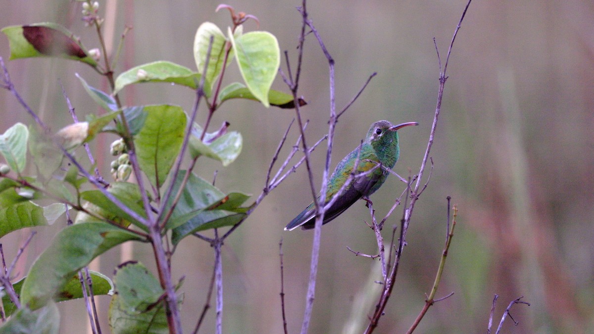 White-tailed Goldenthroat - ML637042300