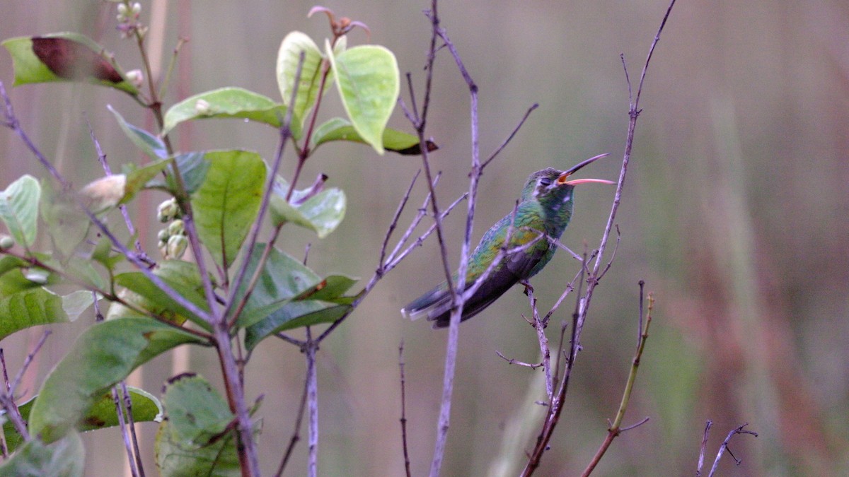 White-tailed Goldenthroat - ML637042301