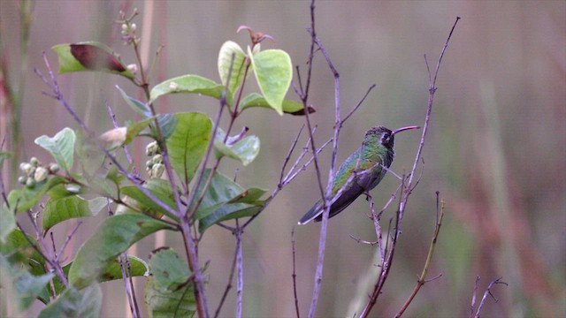 White-tailed Goldenthroat - ML637042306