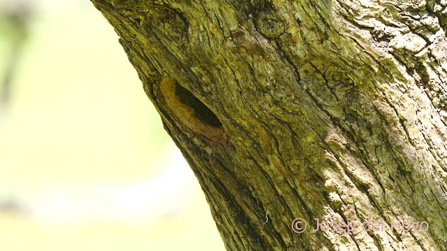 Eurasian Nuthatch (Western) - ML637042310