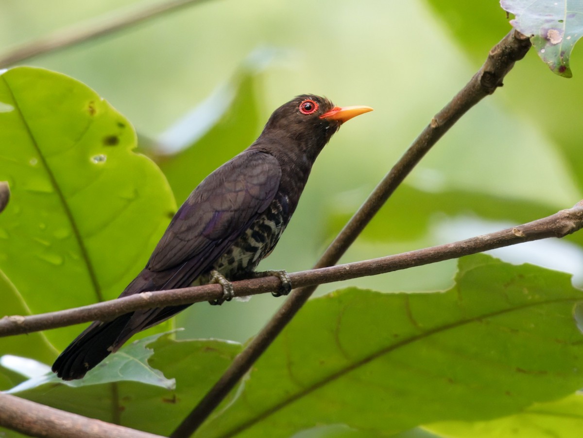 Violet Cuckoo - ML637042311
