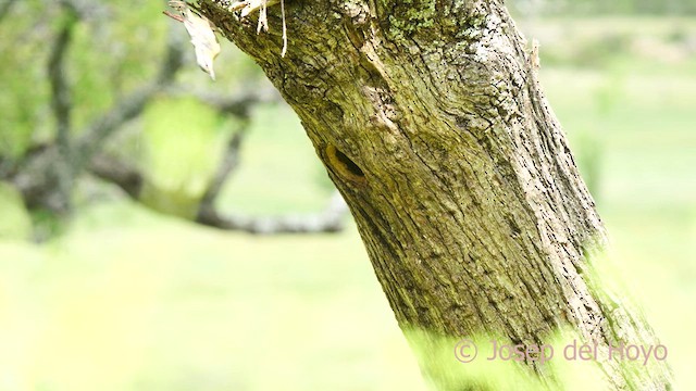 Eurasian Nuthatch (Western) - ML637042312