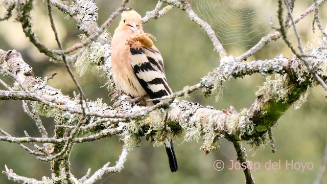 Eurasian Hoopoe (Eurasian) - ML637042314