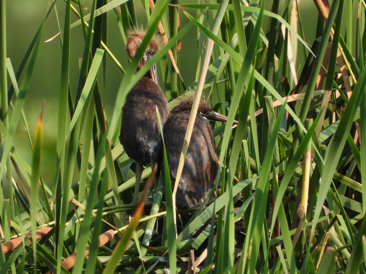 Tricolored Heron - ML637042315