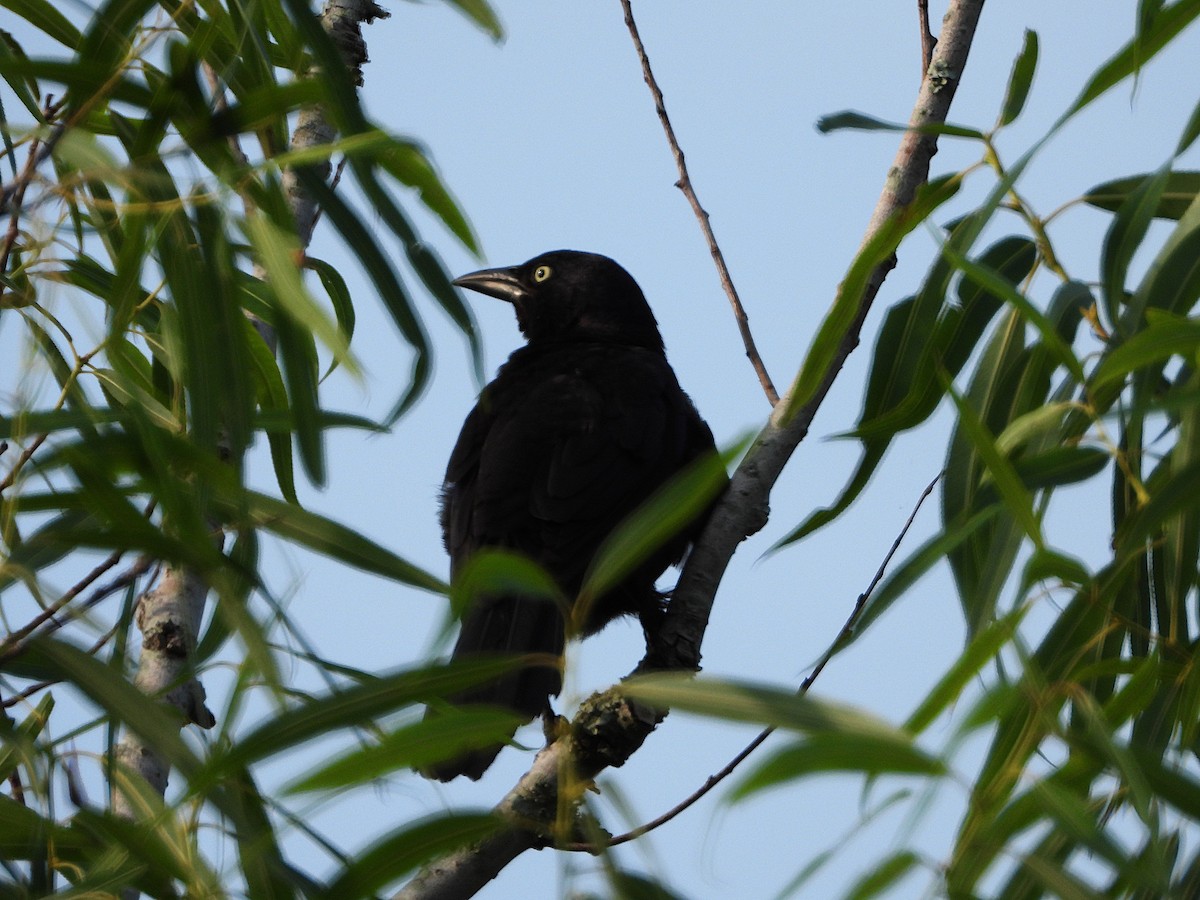 Common Grackle - ML637042317