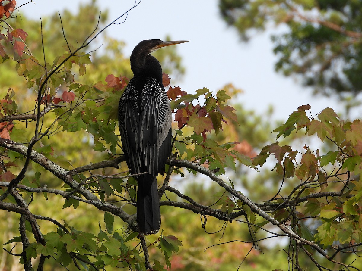 Anhinga - ML637042331