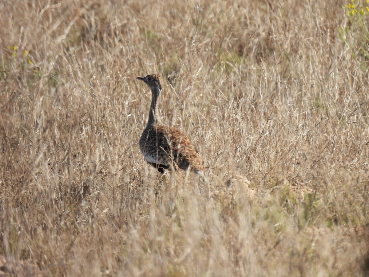 Black Bustard - ML637042333