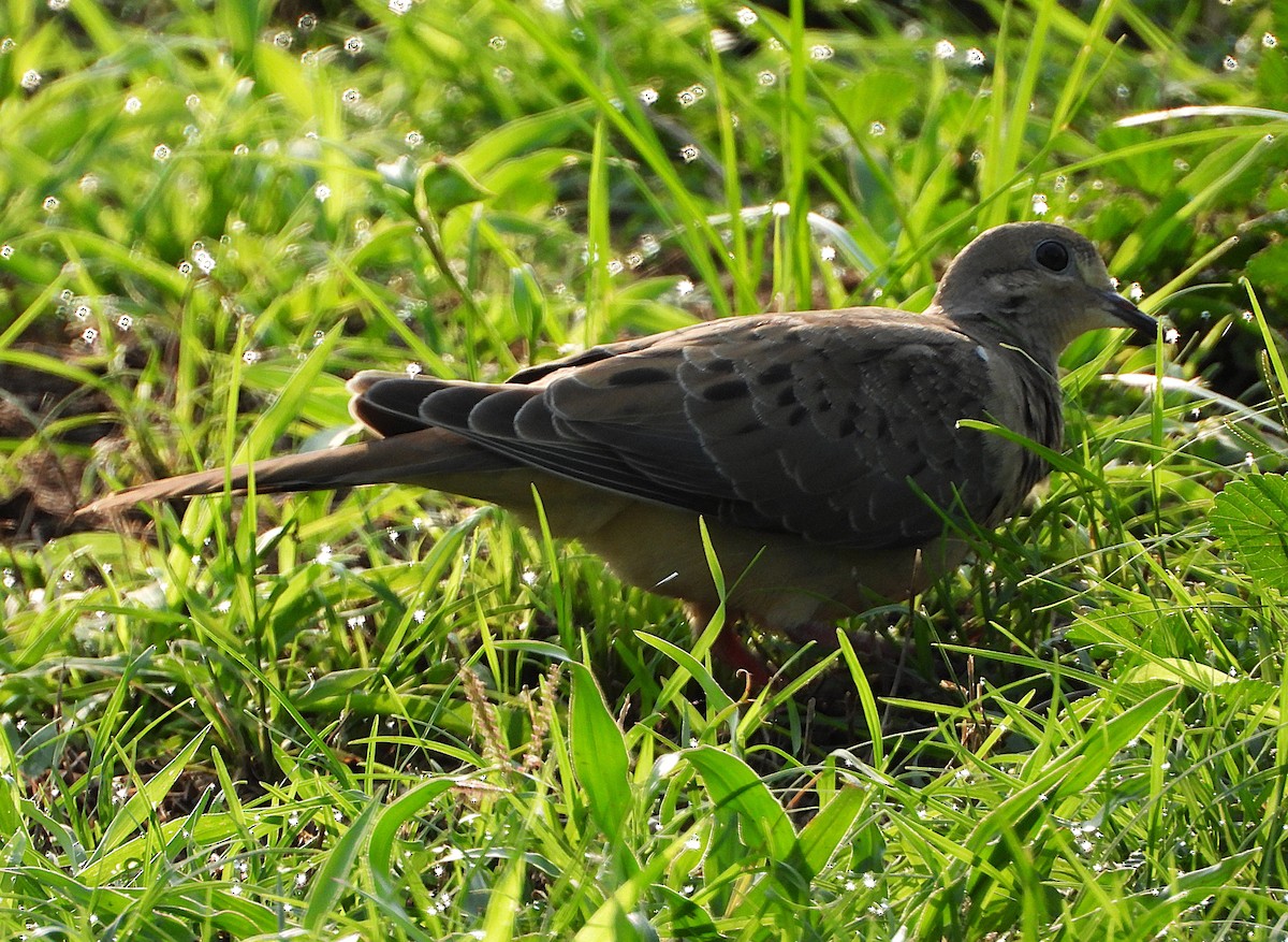 Mourning Dove - ML637042337
