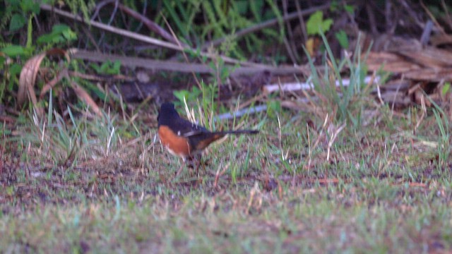 Eastern Towhee - ML637042339
