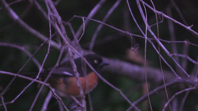 Eastern Towhee - ML637042342