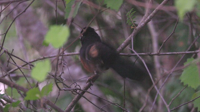 Eastern Towhee - ML637042347