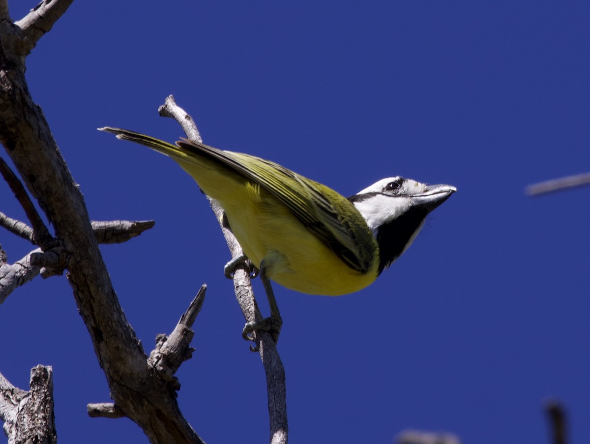 Northern Shrike-tit - ML637042349