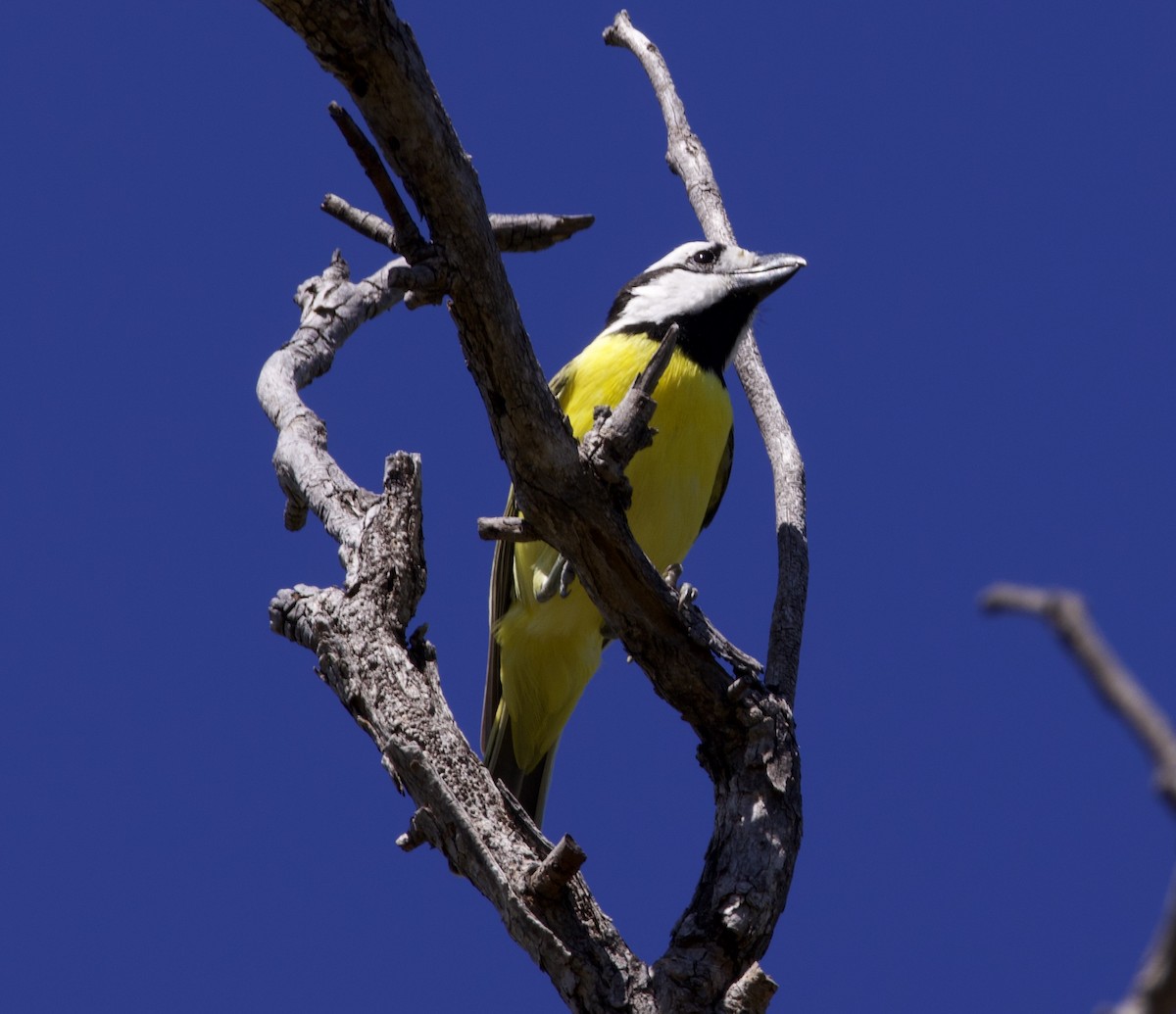 Northern Shrike-tit - ML637042350