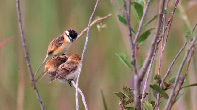 Sharp-tailed Tyrant - ML637042386