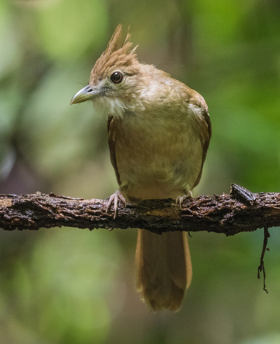 Ochraceous Bulbul - ML637042387