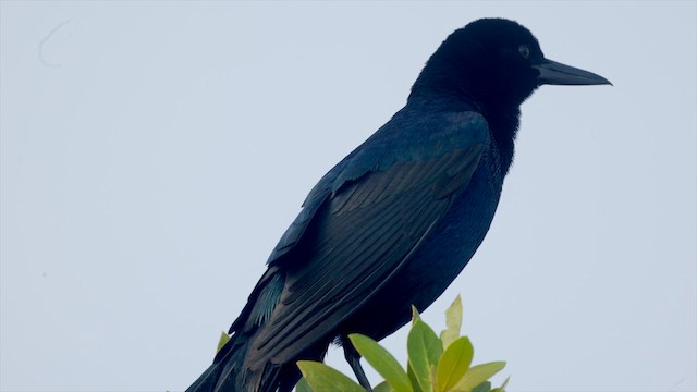 Boat-tailed Grackle - ML637042388