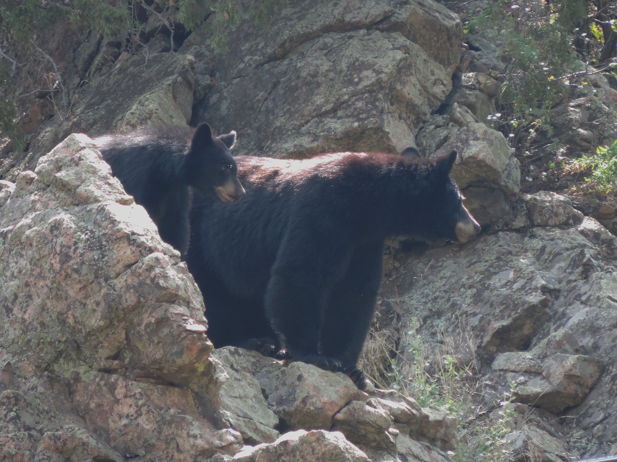 American Black Bear - ML637042399