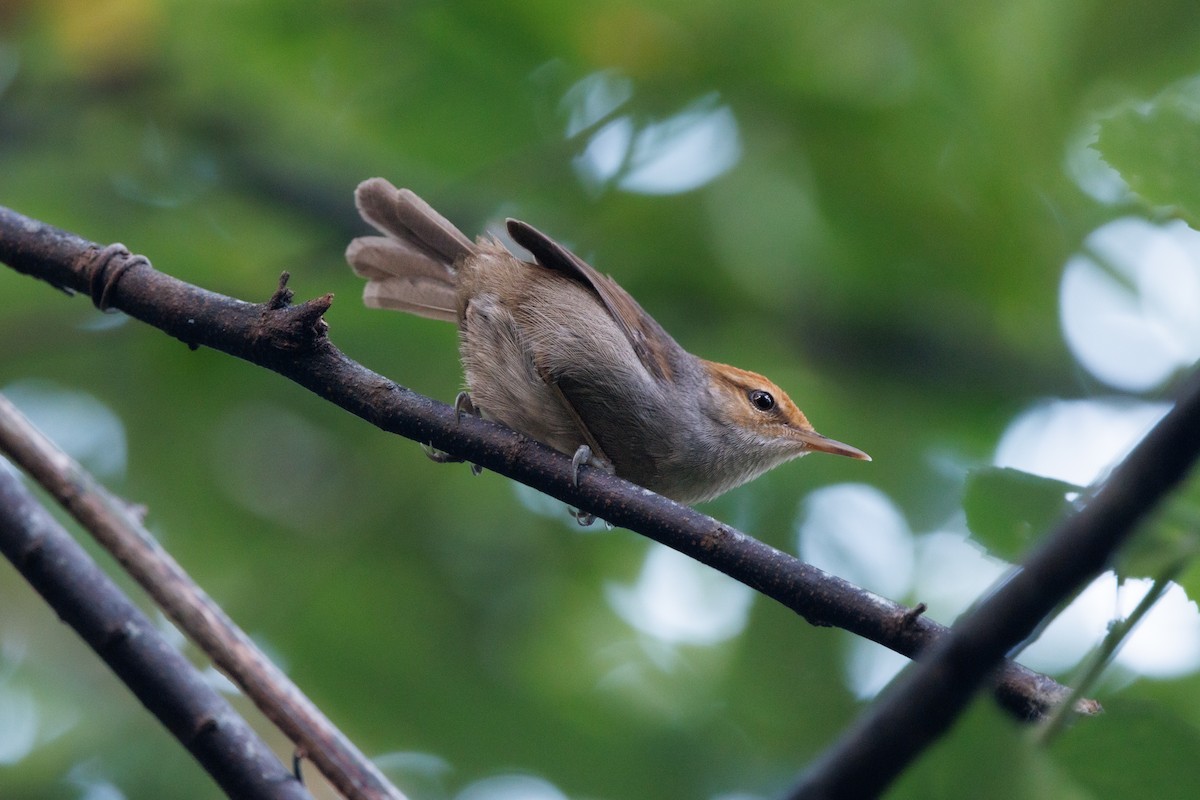 Fiji Bush Warbler - ML637042401