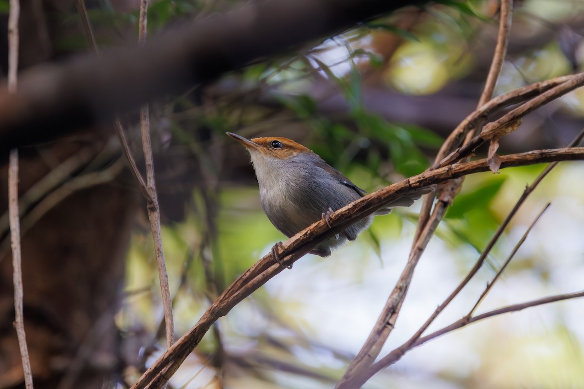 Fiji Bush Warbler - ML637042402