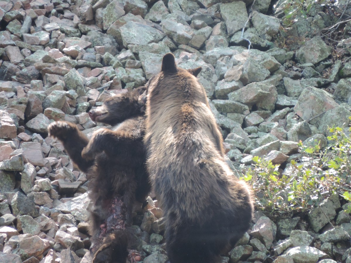 American Black Bear - ML637042403