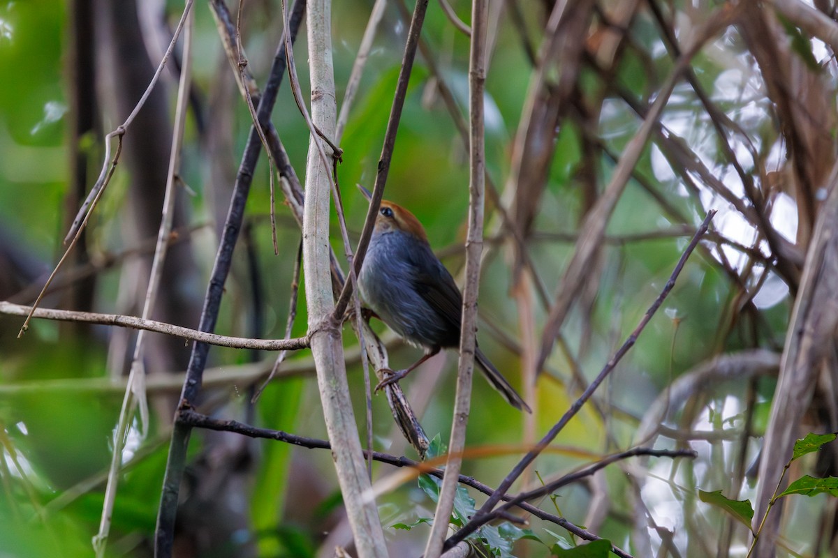 Fiji Bush Warbler - ML637042406