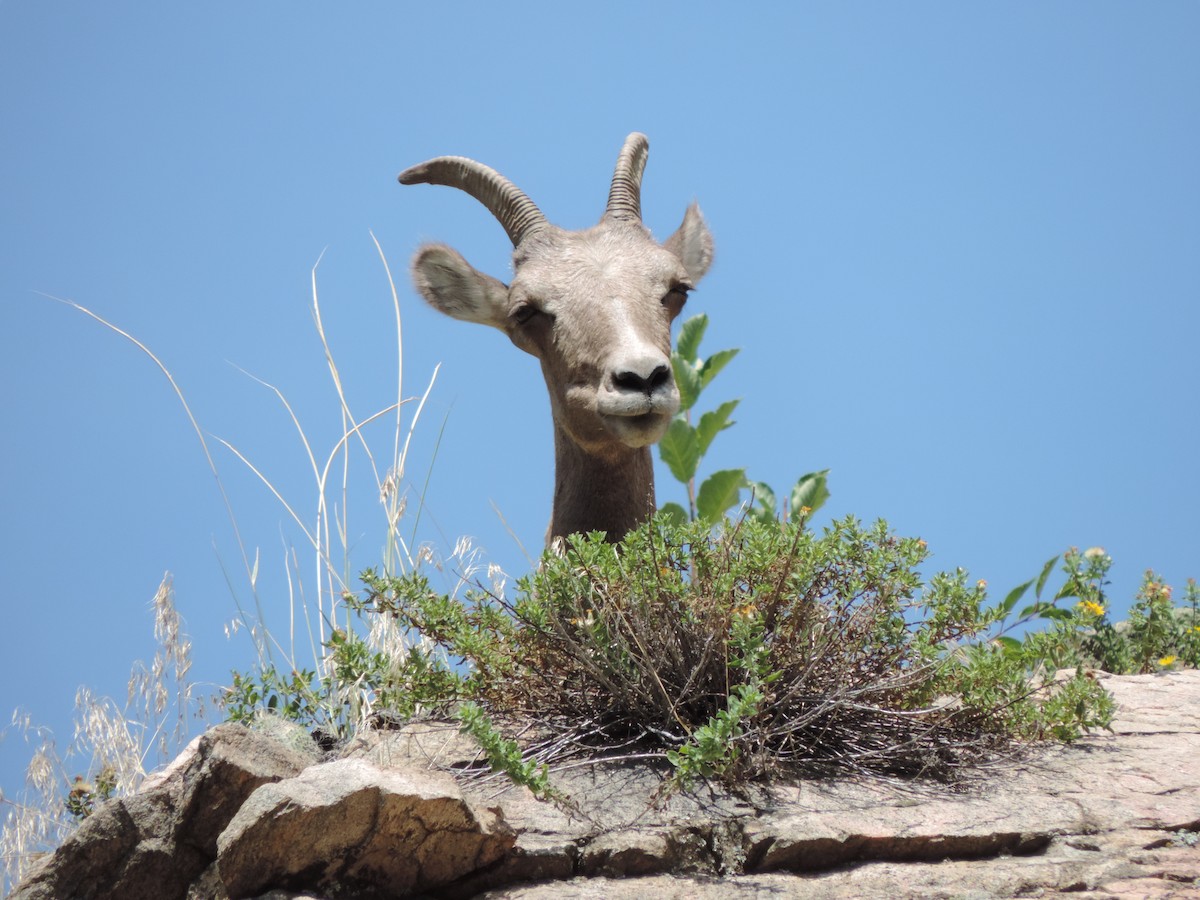 Bighorn Sheep - ML637042407