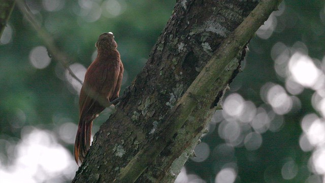 Great Rufous Woodcreeper - ML637042420